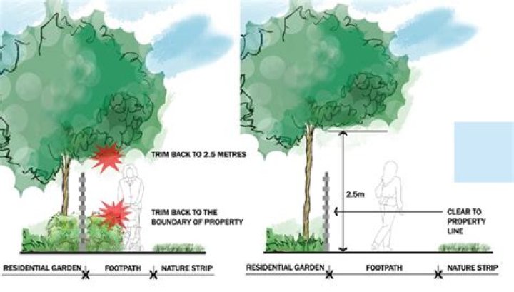 Who is responsible for boundary trees?