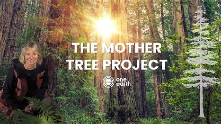 Who is the leader of the Mother Tree Project?
