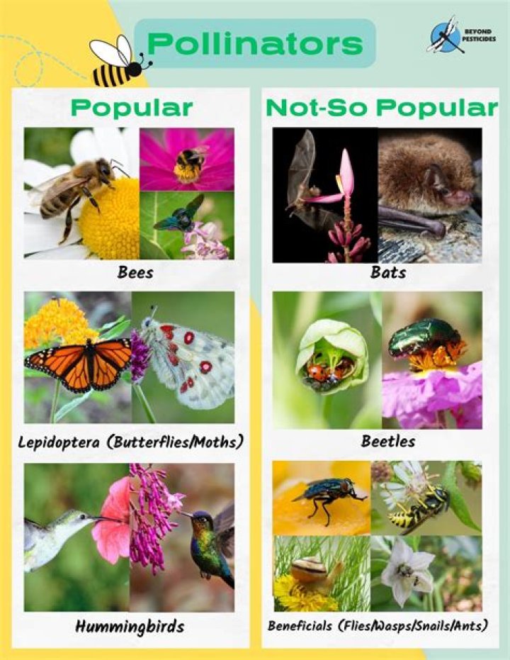 Who is the male pollinator for Emily Bruner?