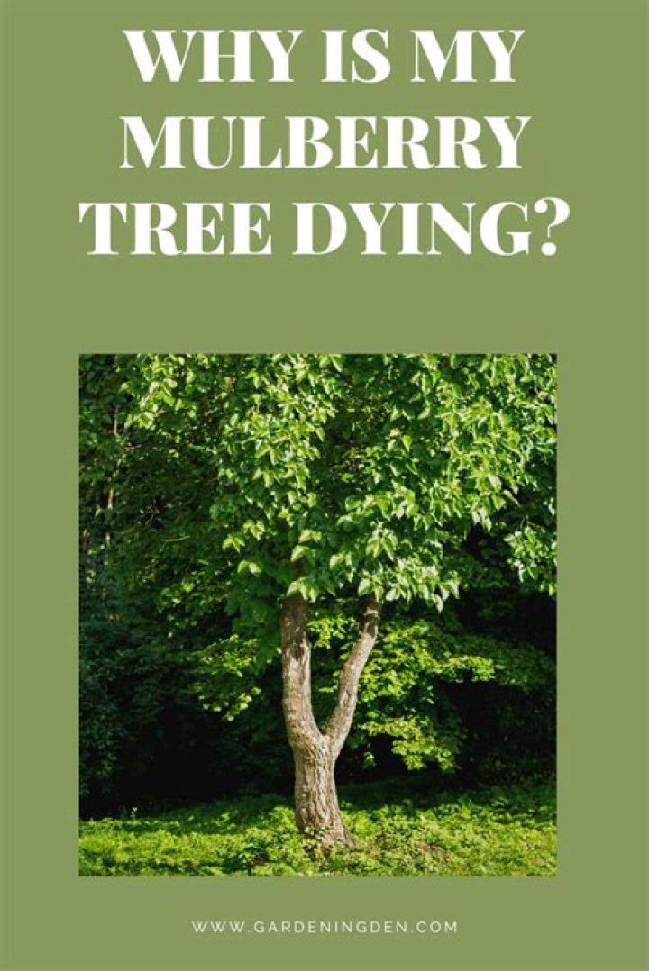 Why are branches on my tree dying?