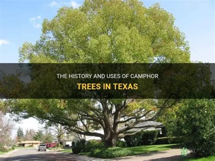 Why are camphor trees bad?