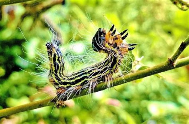 Why are caterpillars falling from the trees?