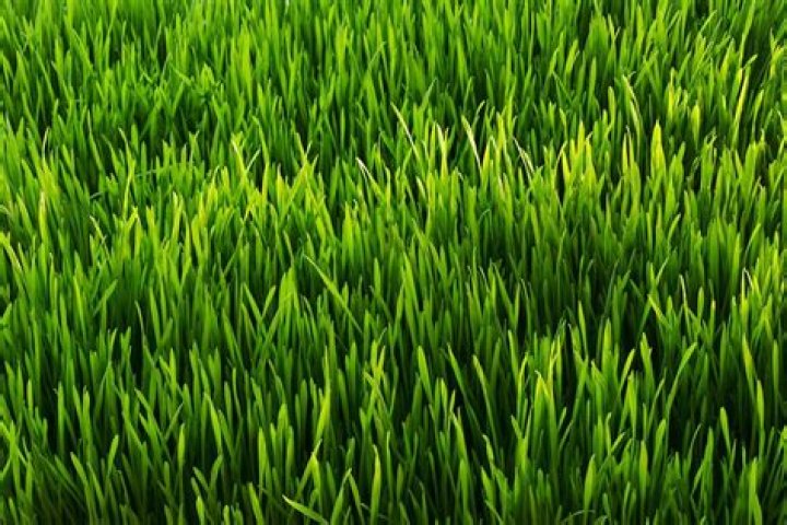 Why are grass leaves green?