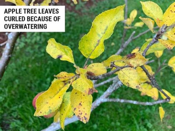 Why are my apple tree leaves curling up?