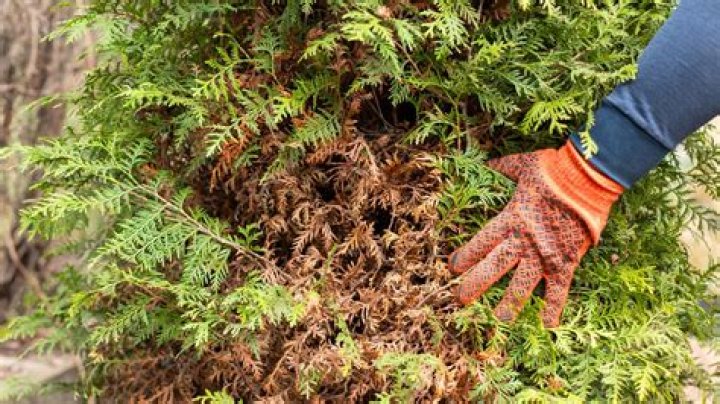 Why are my arborvitae turning orange?