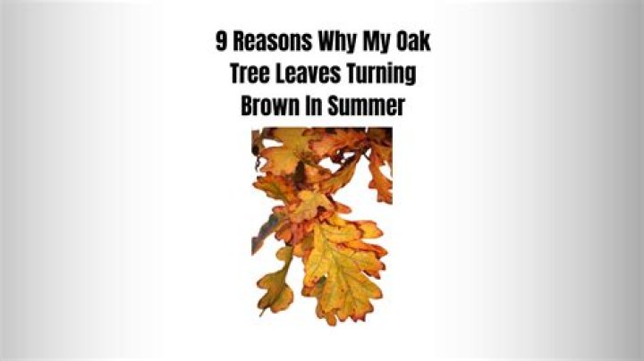 Why are my aspen tree leaves turning brown?