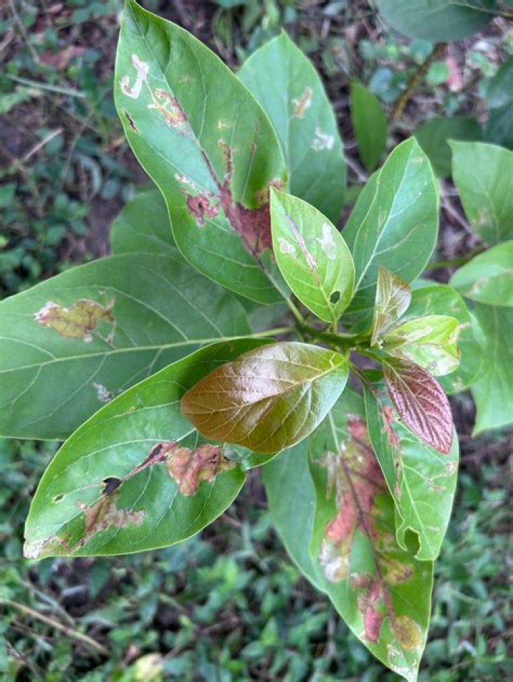 Why are my avocado leaves getting brown spots?