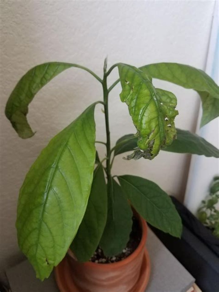 Why are my avocado leaves shriveling?
