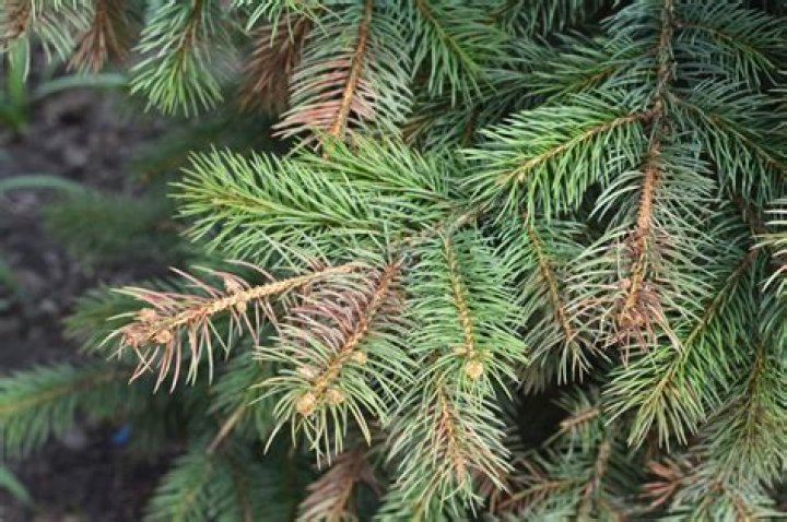 Why are my blue spruce needles turning brown?