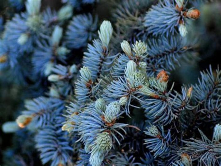 Why are my blue spruce trees dying?