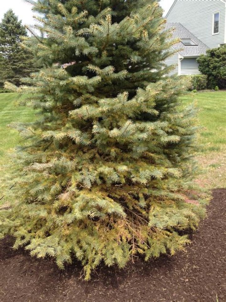 Why are my blue spruce trees turning yellow?