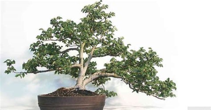 Why are my bonsai leaves falling off?