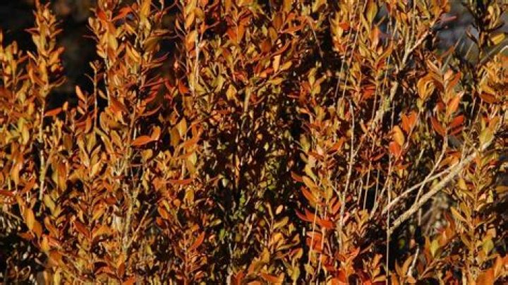 Why are my boxwoods turning brown?