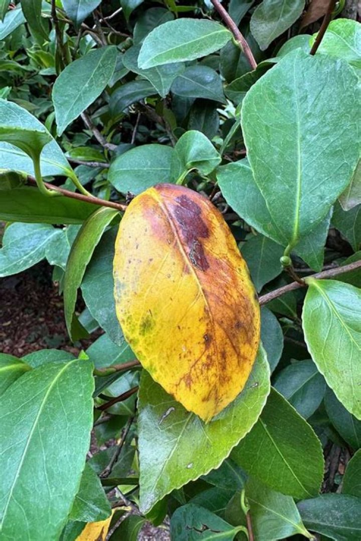 Why are my camellia leaves sticky?