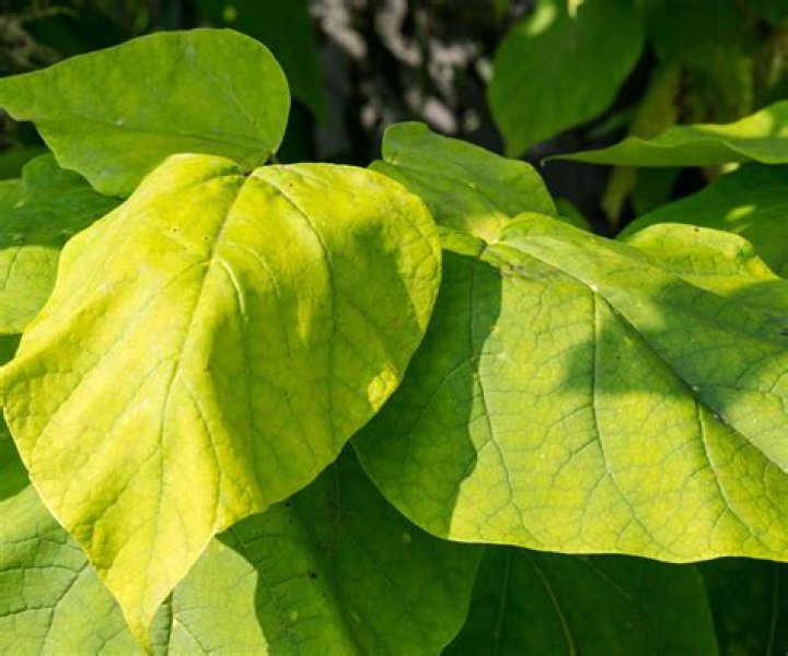 Why are my catalpa leaves turning brown?