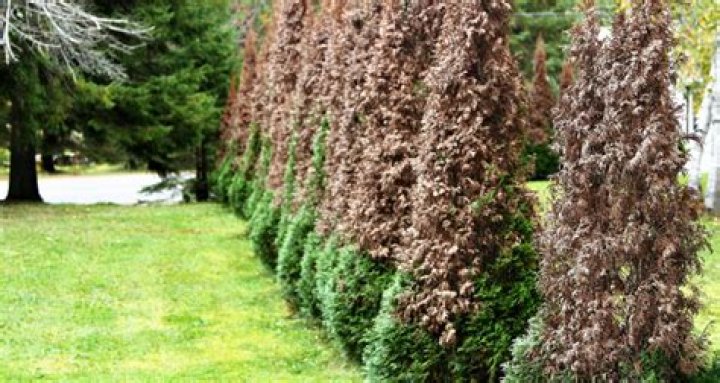 Why are my cedars thinning?
