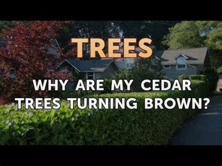 Why are my cedars turning brown?