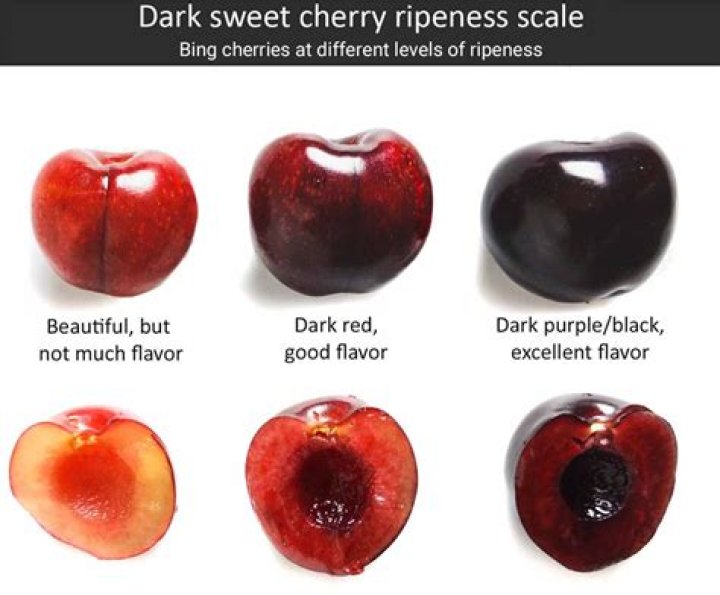 Why are my cherries turning black?