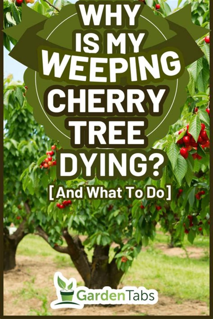 Why are my cherry tree leaves dying?