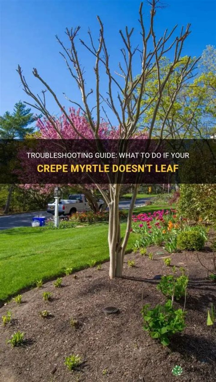 Why are my crepe myrtle drooping?