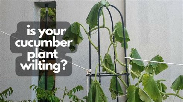 Why are my cucumber plants suddenly dying?