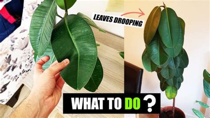Why are my daphne leaves drooping?