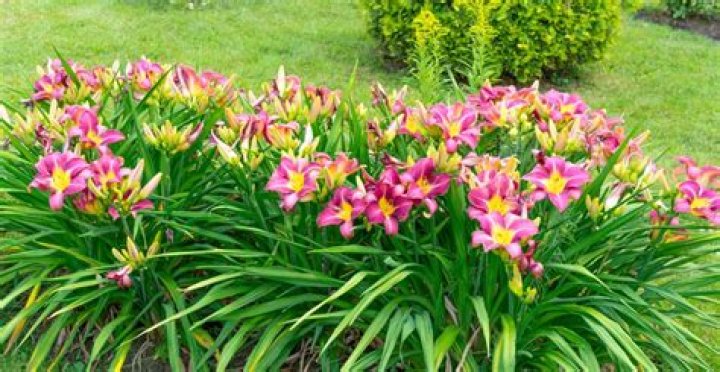 Why are my daylilies small?