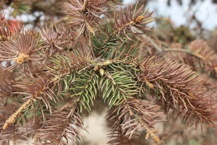 Why are my evergreens losing their needles?