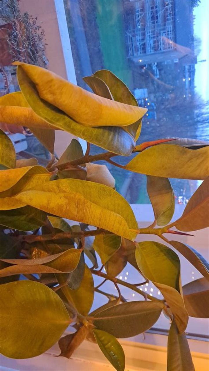 Why are my ficus leaves curling?