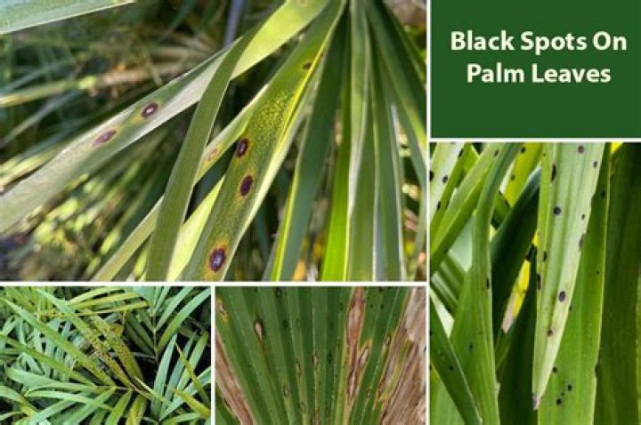 Why are my foxtail palm leaves turning black?