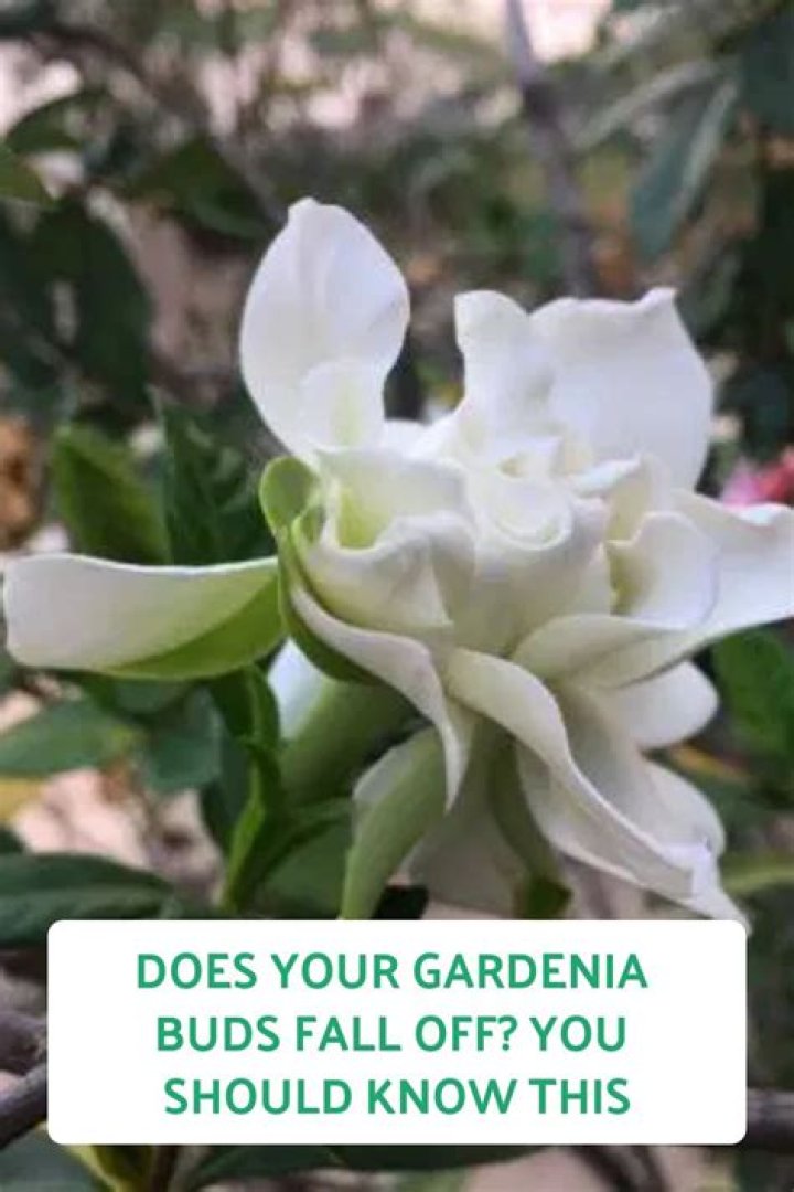 Why are my gardenia flowers falling off before they bloom?