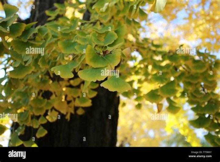 Why are my ginkgo tree leaves turning yellow?