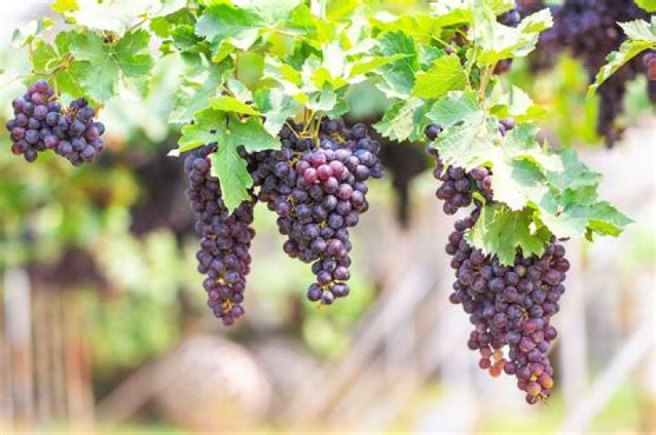 Why are my grape vines turning black?