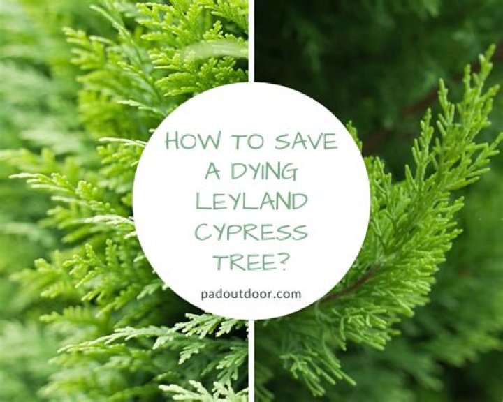 Why are my Leyland cypress trees turning yellow?
