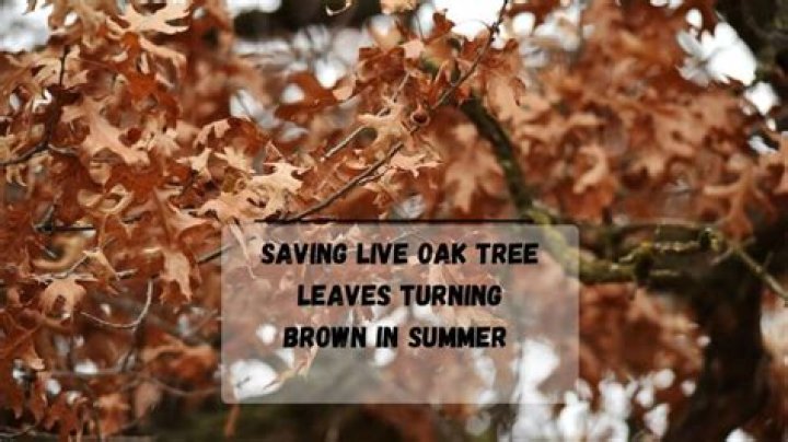 Why are my live oak leaves turning brown?