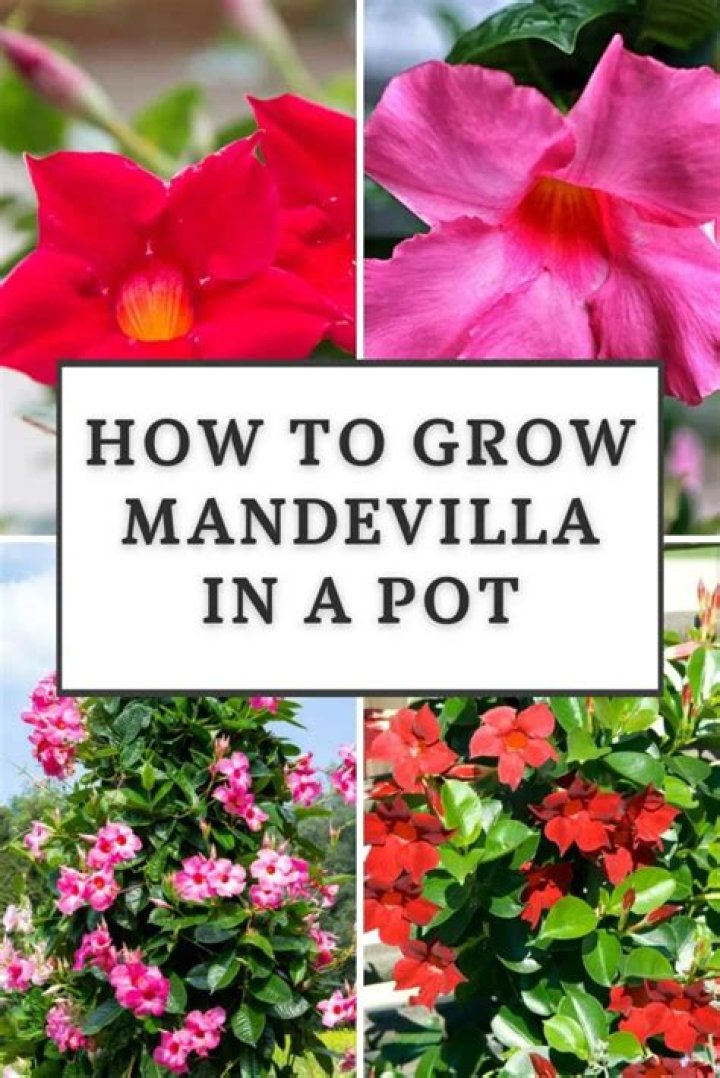 Why are my mandevilla buds not opening?