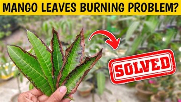 Why are my mango leaves falling off?