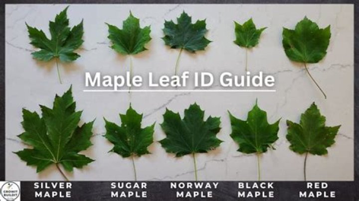 Why are my maple leaves limp?