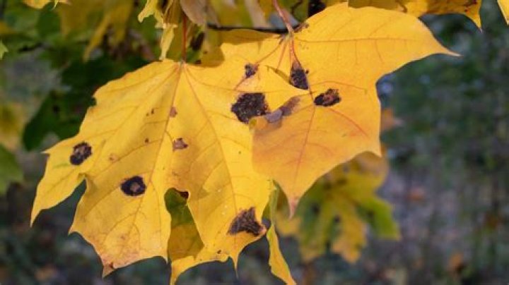 Why are my maple tree leaves drying out?