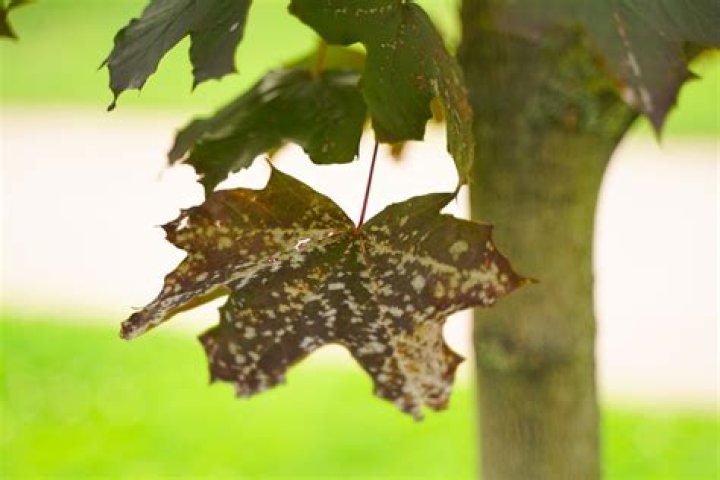 Why are my maple trees turning black?