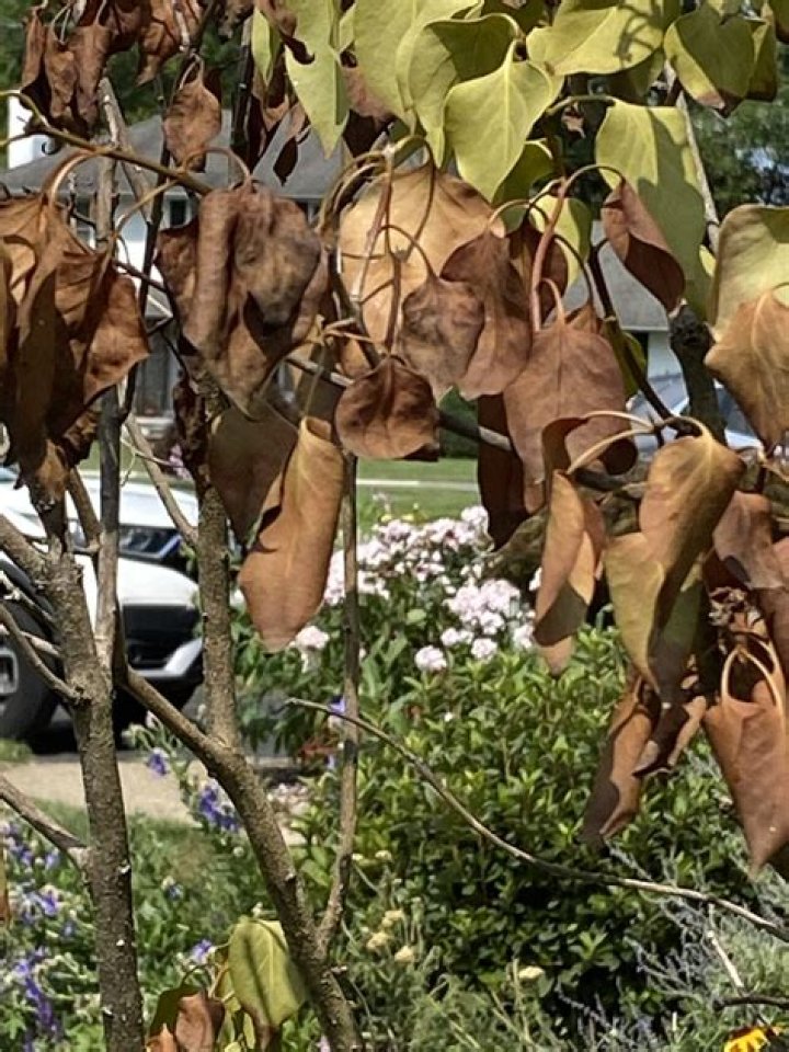 Why are my new bushes dying?