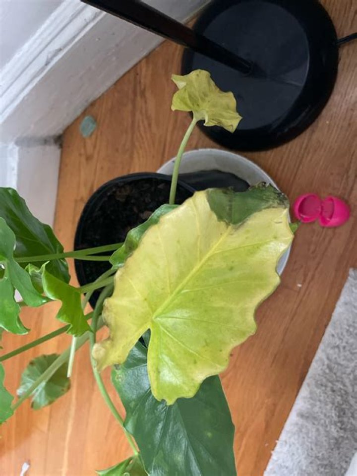 Why are my new plant leaves dying?
