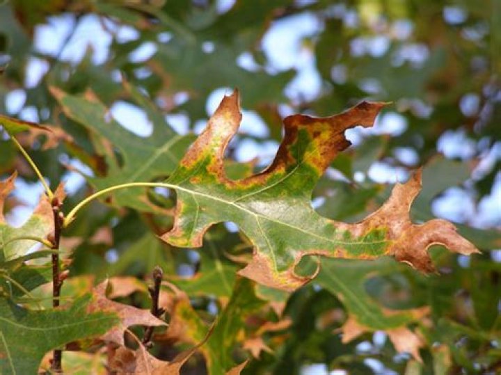 Why are my oak leaves turning yellow?