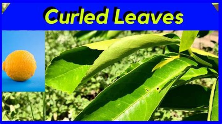Why are my orange tree leaves turning yellow and curling?