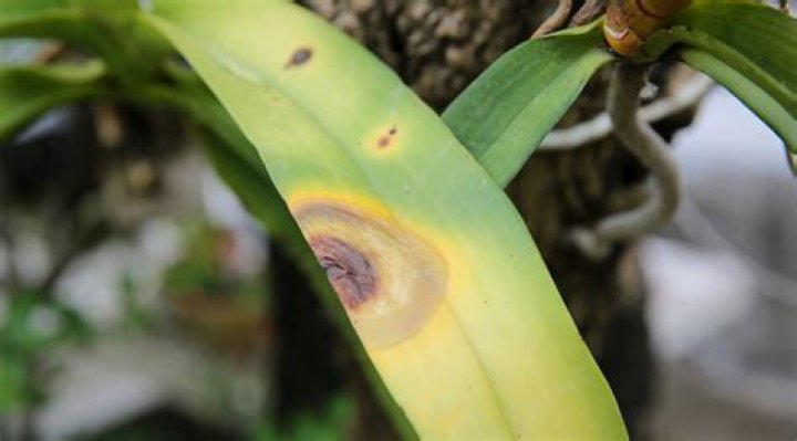 Why are my orchid leaves turning brown on the edges?
