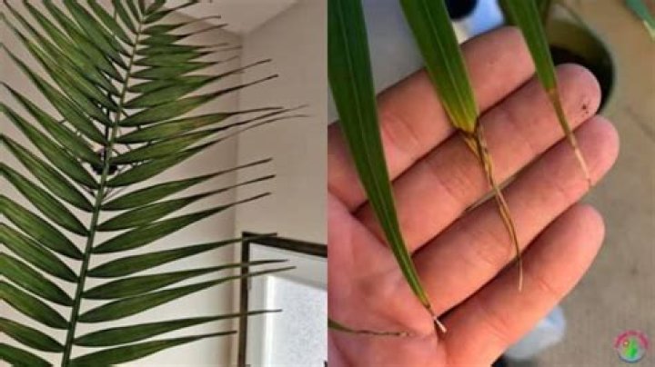 Why are my palm leaves curling?