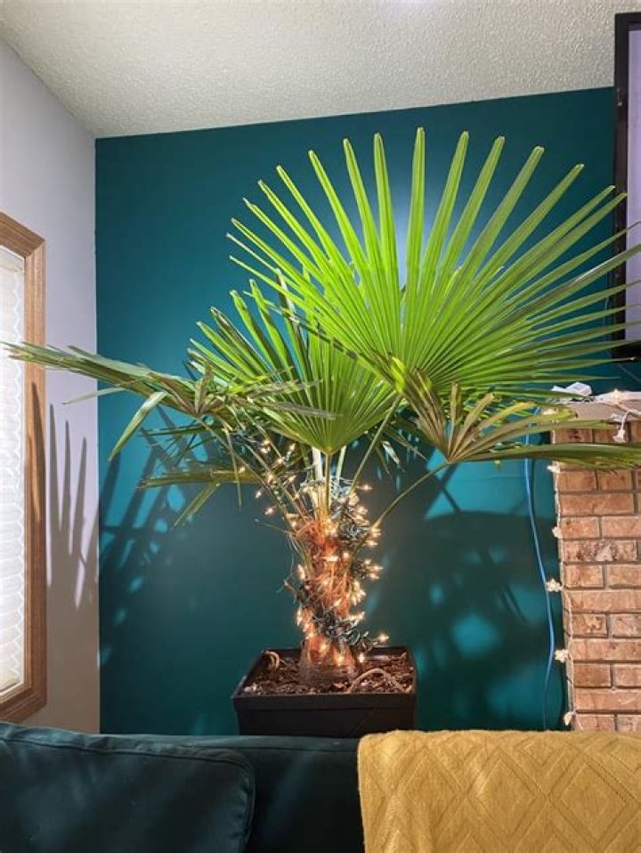Why are my palm leaves shriveling?