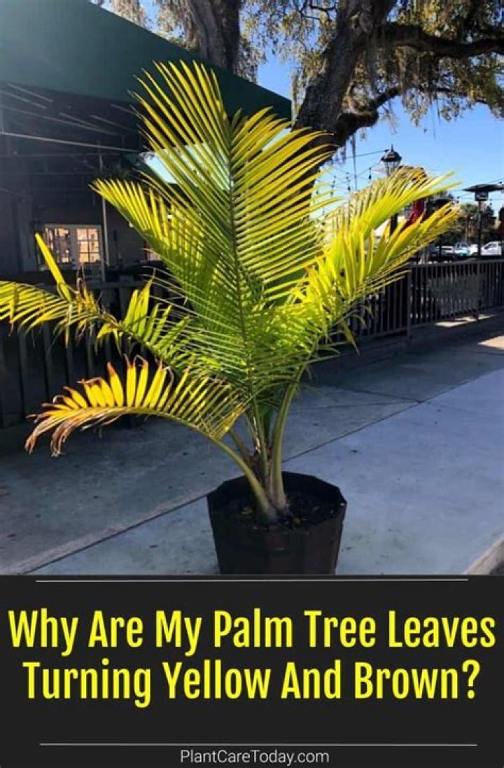 Why are my palm trees turning black?