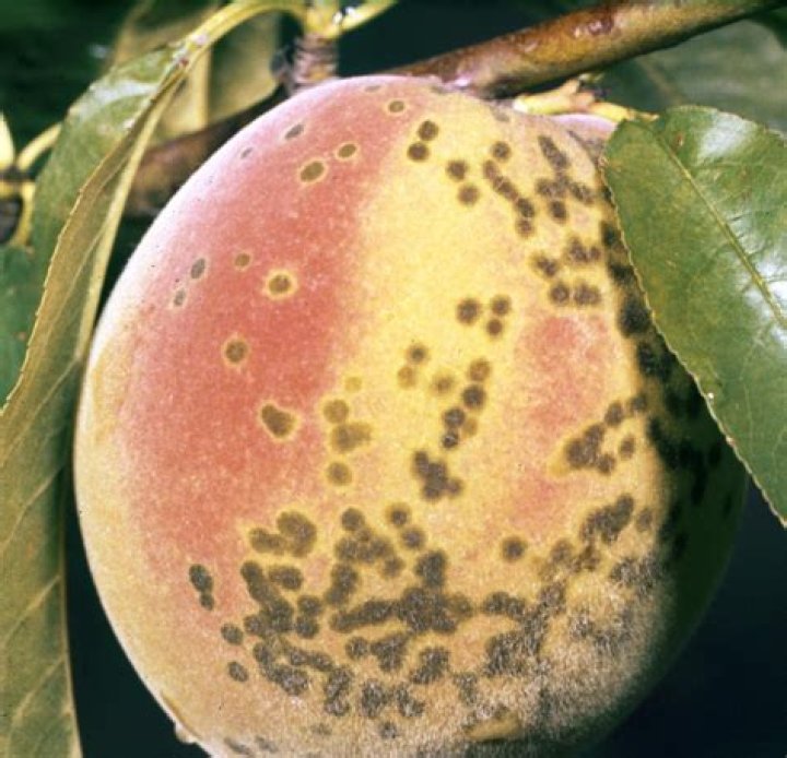 Why are my peaches getting brown spots?