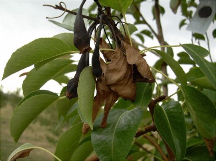 Why are my pear leaves turning black?